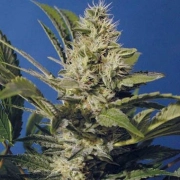 Chocolate Chunk Cannabisblüte – gewachsen aus Regulaere Hanfsamen von TH Seeds