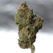 Cold Creek Kush Cannabisblüte – gewachsen aus Regulaere Hanfsamen von TH Seeds