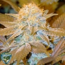 Critical Hog Cannabisblüte – gewachsen aus Feminisierte Hanfsamen von TH Seeds