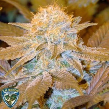 Critical Hog Cannabisblüte – gewachsen aus Feminisierte Hanfsamen von TH Seeds