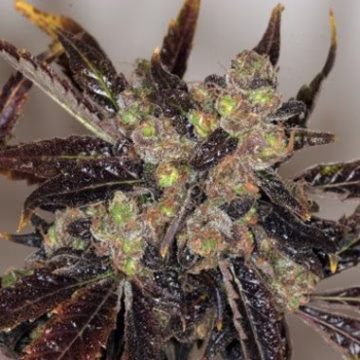 Da Purps Cannabisblüte – gewachsen aus Regulaere Hanfsamen von TH Seeds
