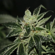 Darkstar Kush Cannabisblüte – gewachsen aus Feminisierte Hanfsamen von TH Seeds