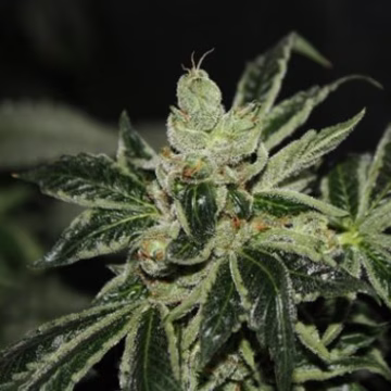 Darkstar REGS Cannabisblüte – gewachsen aus Regulaere Hanfsamen von TH Seeds