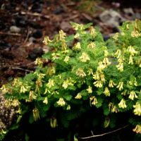 Astragalus