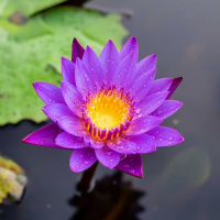 Blue Lotus - Nymphaea caerulea