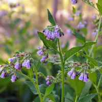 Comfrey