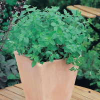 Oregano Greek Samen