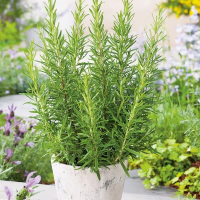 Rosemary Herb Seeds