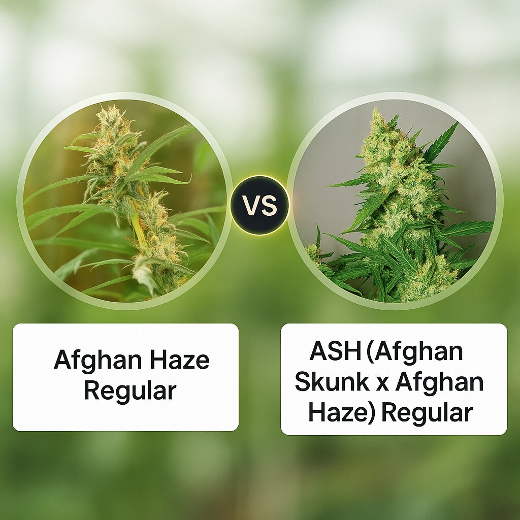 Afghan Haze (Mr Nice Seedbank) vs ASH (Afghan Skunk x Afghan Haze) (Mr Nice Seedbank) Vergleich von Cannabissamen
