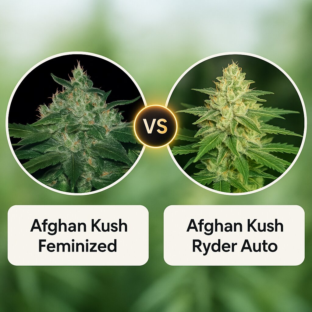 Afghan Kush (World of Seeds) vs Afghan Kush Ryder (World of Seeds) Vergleich von Cannabissamen