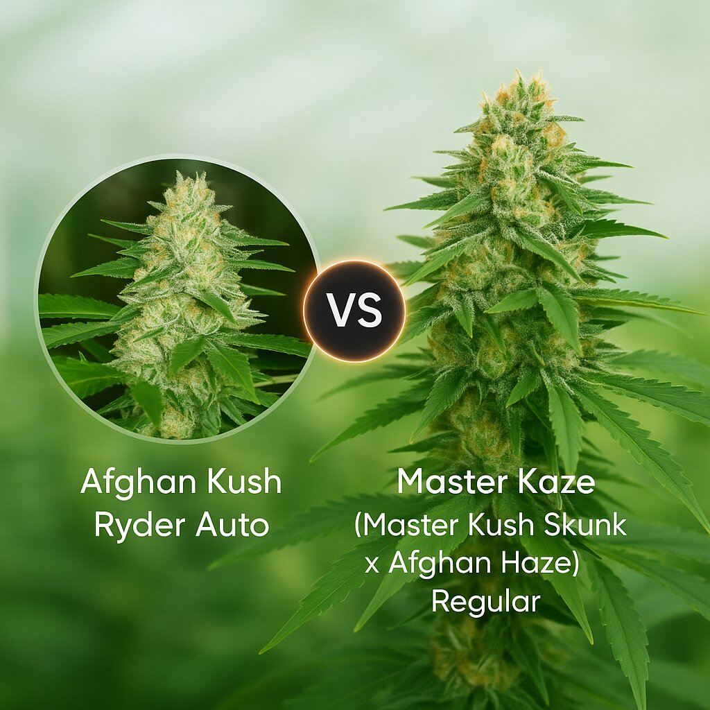 Afghan Kush Ryder (World of Seeds) vs Master Kaze (Master Kush Skunk x Afghan Haze) (Mr Nice Seedbank) Cannabissamen Vergleich