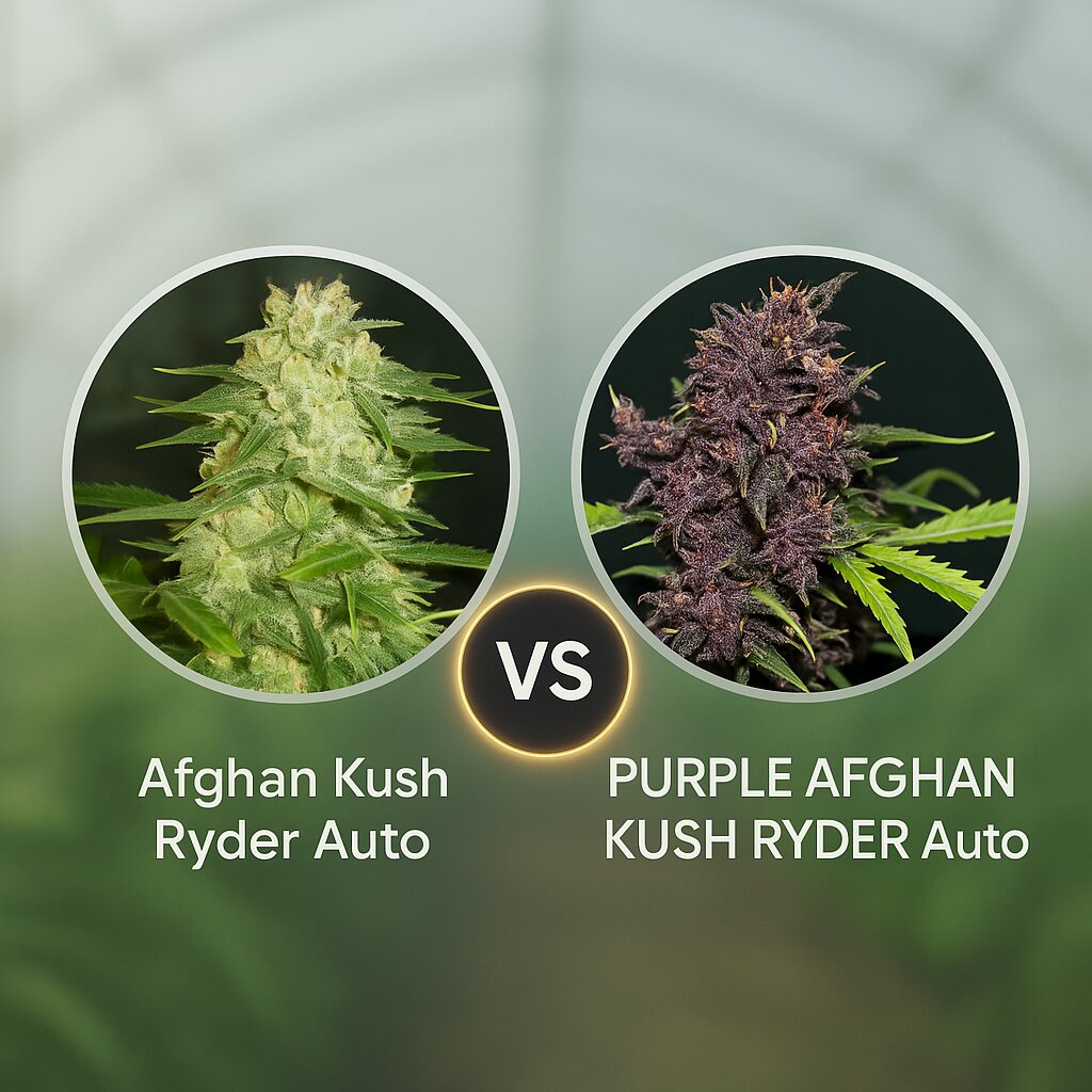 Afghan Kush Ryder (World of Seeds) vs PURPLE AFGHAN KUSH RYDER (World of Seeds) Vergleich von Cannabissamen