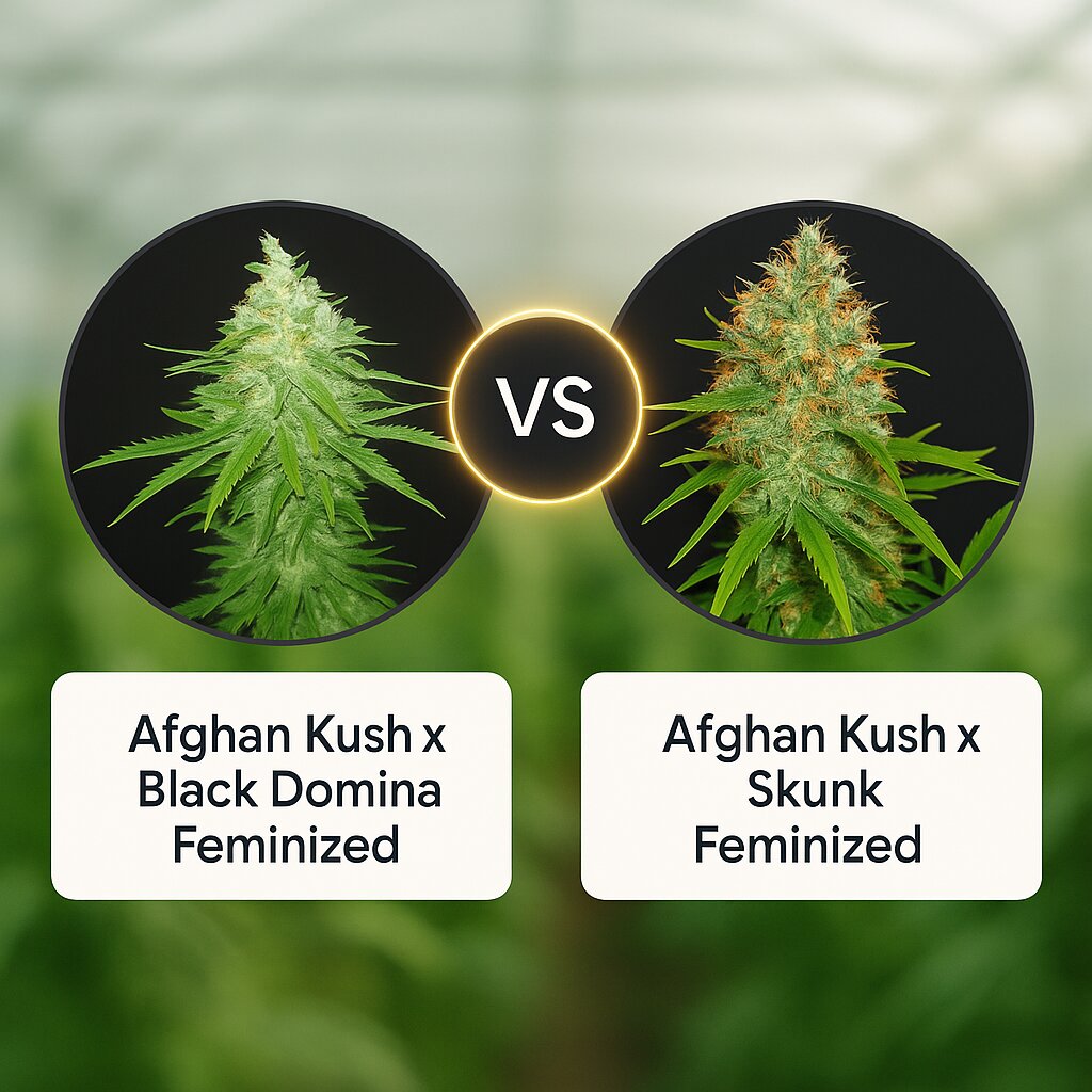 Afghan Kush x Black Domina (World of Seeds) vs Afghan Kush x Skunk (World of Seeds) Vergleich von Cannabissamen