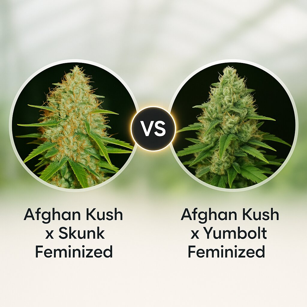 Afghan Kush x Skunk (World of Seeds) vs Afghan Kush x Yumbolt (World of Seeds) Cannabissamen Vergleich