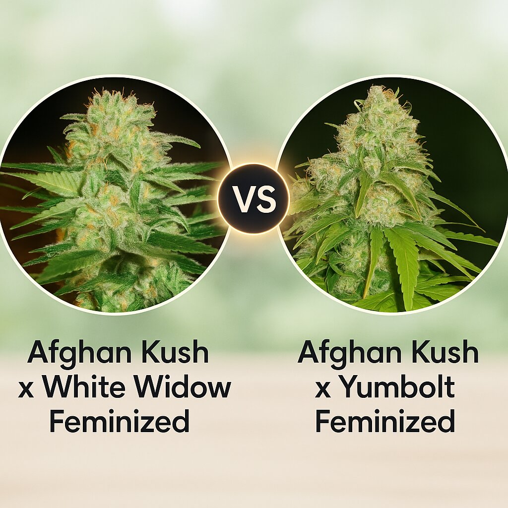 Afghan Kush x White Widow (World of Seeds) vs Afghan Kush x Yumbolt (World of Seeds) Vergleich von Cannabissamen
