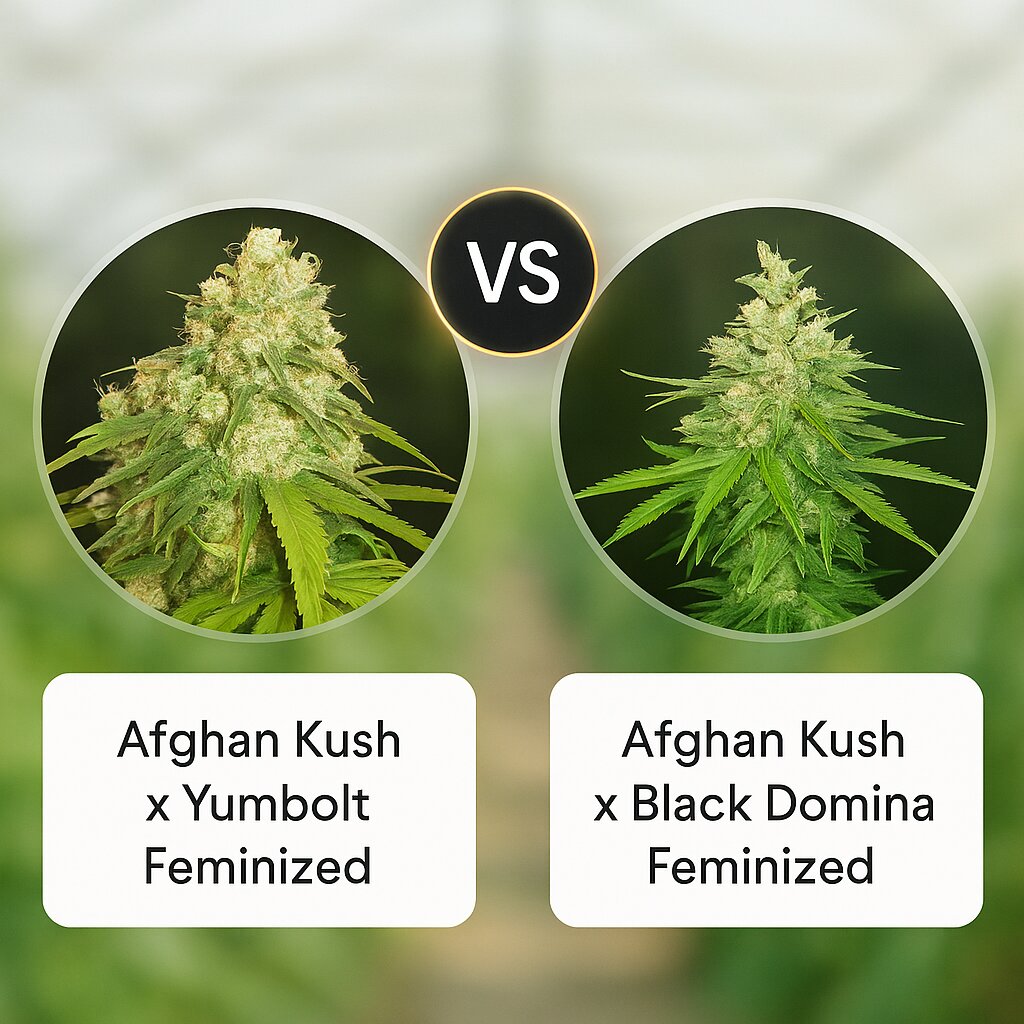 Afghan Kush x Yumbolt (World of Seeds) vs Afghan Kush x Black Domina (World of Seeds) Vergleich von Cannabissamen