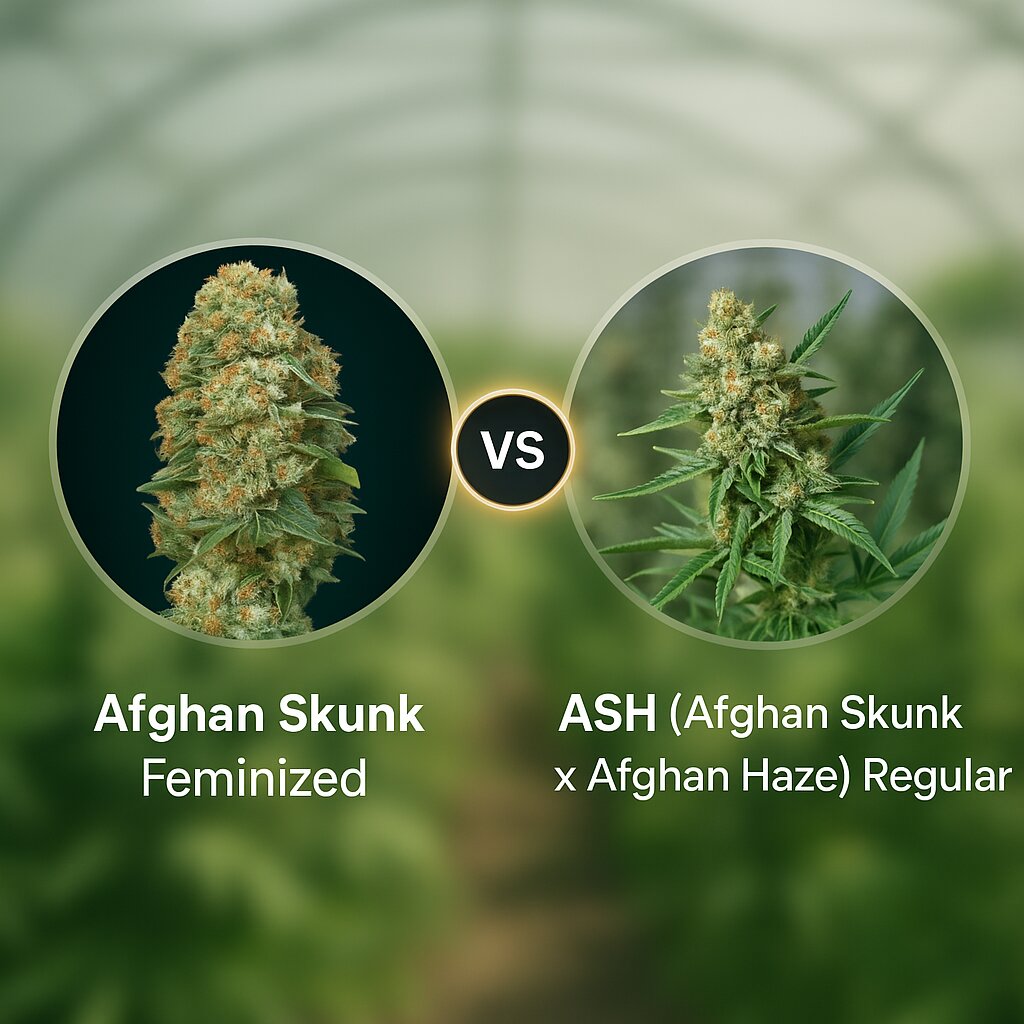 Afghan Skunk (Advanced Seeds) vs ASH (Afghan Skunk x Afghan Haze) (Mr Nice Seedbank) Cannabis Samen Vergleich