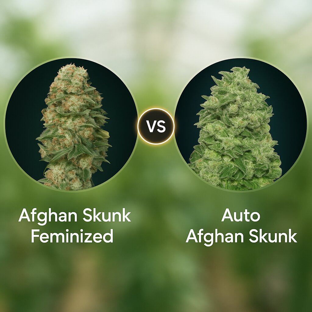 Afghan Skunk (Advanced Seeds) vs Auto Afghan Skunk (Advanced Seeds) Vergleich von Hanfsamen