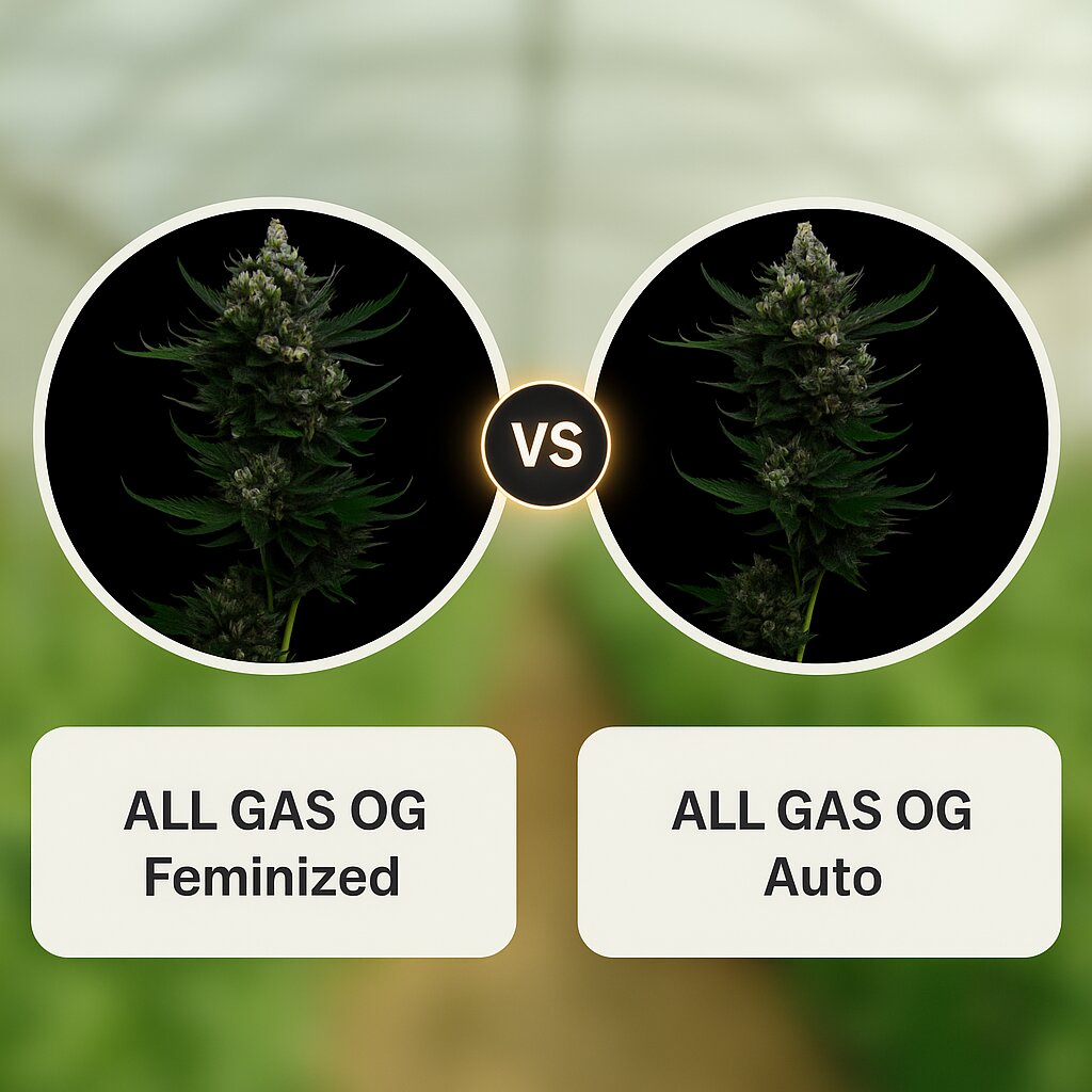 ALL GAS OG (Humboldt Seed Company) vs ALL GAS OG (Humboldt Seed Company) Vergleich von Cannabissamen