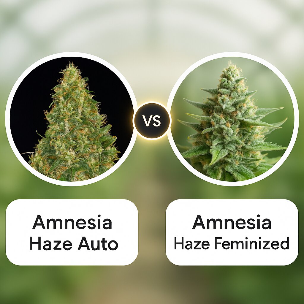 Amnesia Haze Auto (Barneys Farm) vs Amnesia Haze (Royal Queen Seeds) Cannabis Samen Vergleich