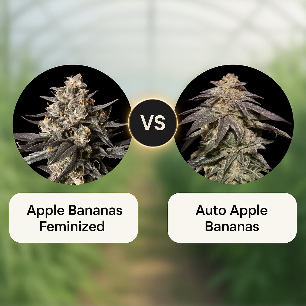 Apple Bananas (00 Seeds) vs Auto Apple Bananas (00 Seeds) Cannabissamenvergleich