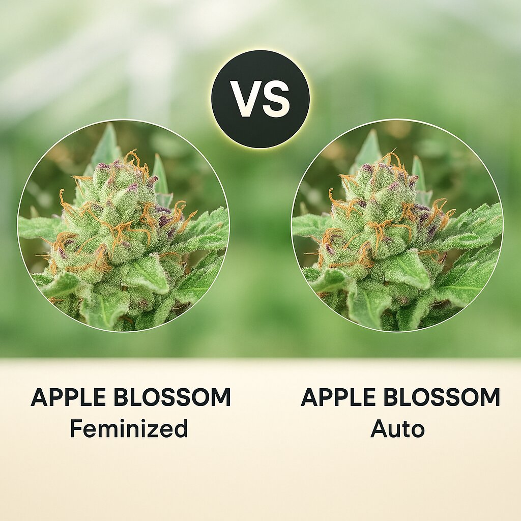 APPLE BLOSSOM (Humboldt Seed Company) vs APPLE BLOSSOM (Humboldt Seed Company) Cannabis Samen Vergleich
