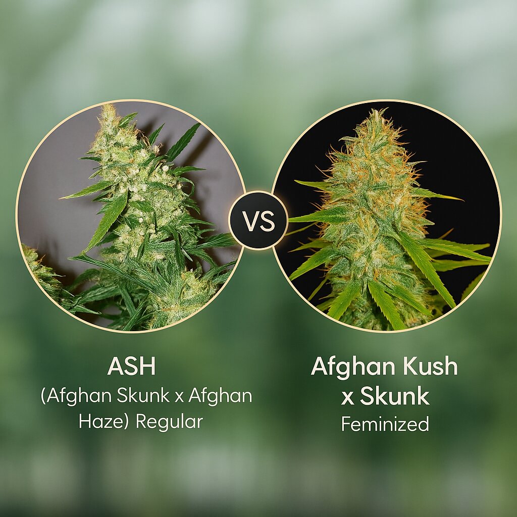 ASH (Afghan Skunk x Afghan Haze) (Mr Nice Seedbank) vs Afghan Kush x Skunk (World of Seeds) Cannabis Samen Vergleich