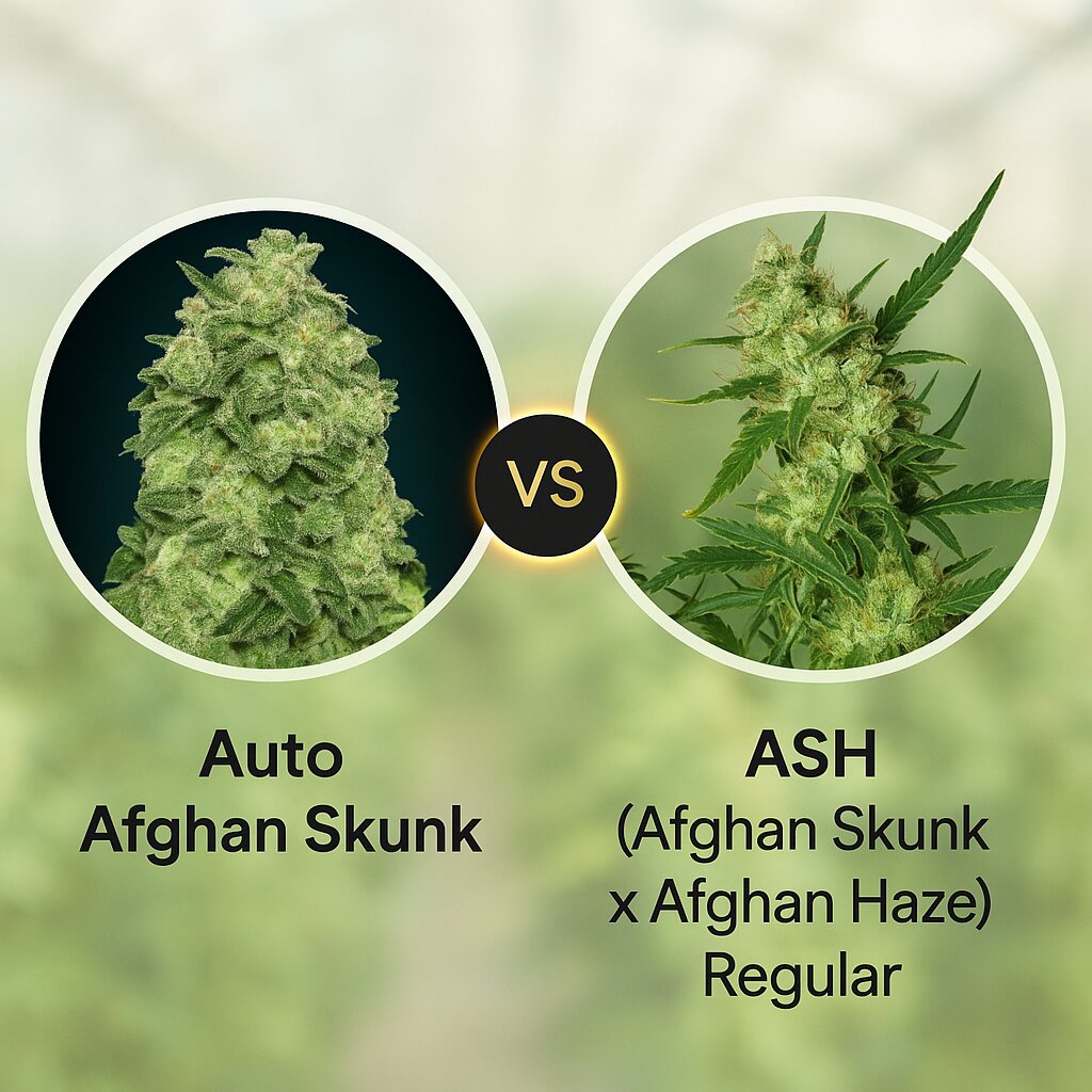 Auto Afghan Skunk (Advanced Seeds) vs ASH (Afghan Skunk x Afghan Haze) (Mr Nice Seedbank) Vergleich von Cannabissamen