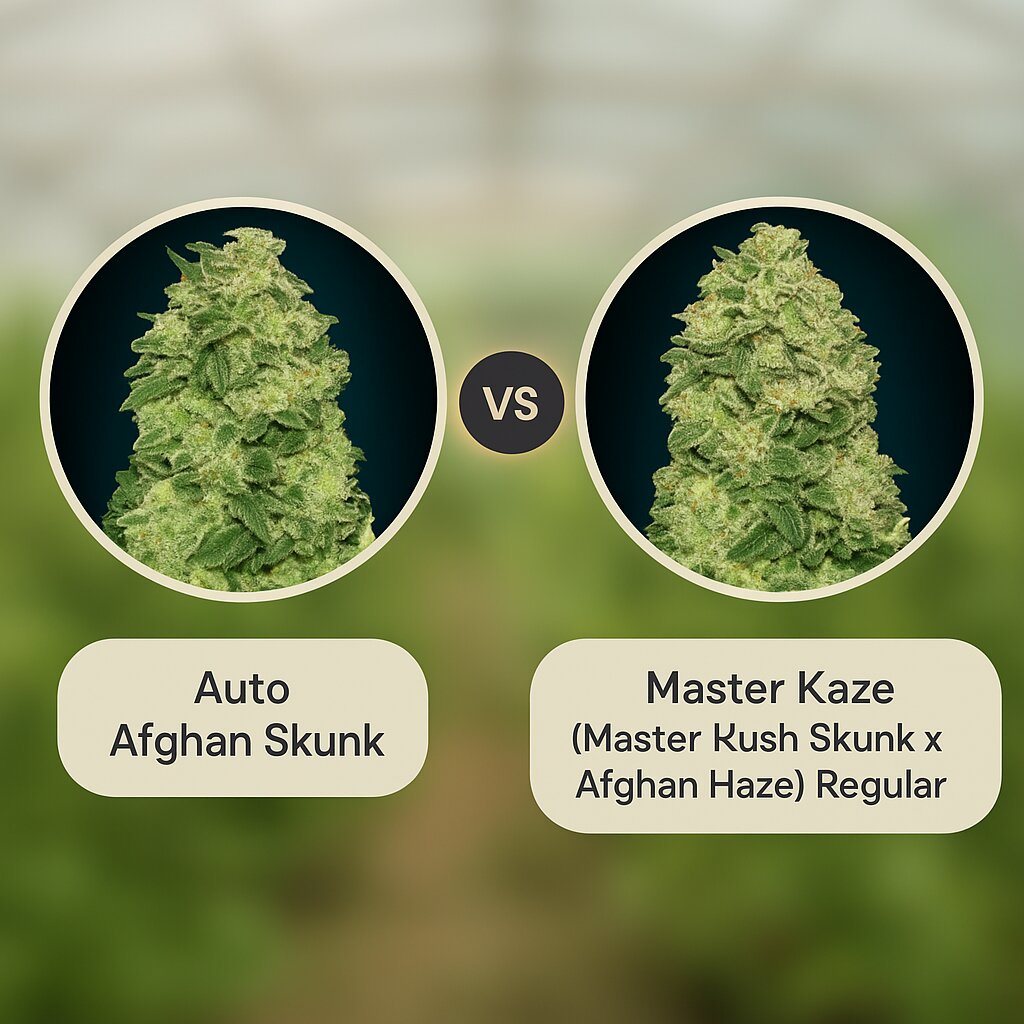 Auto Afghan Skunk (Advanced Seeds) vs Master Kaze (Master Kush Skunk x Afghan Haze) (Mr Nice Seedbank) Cannabis Samen Vergleich