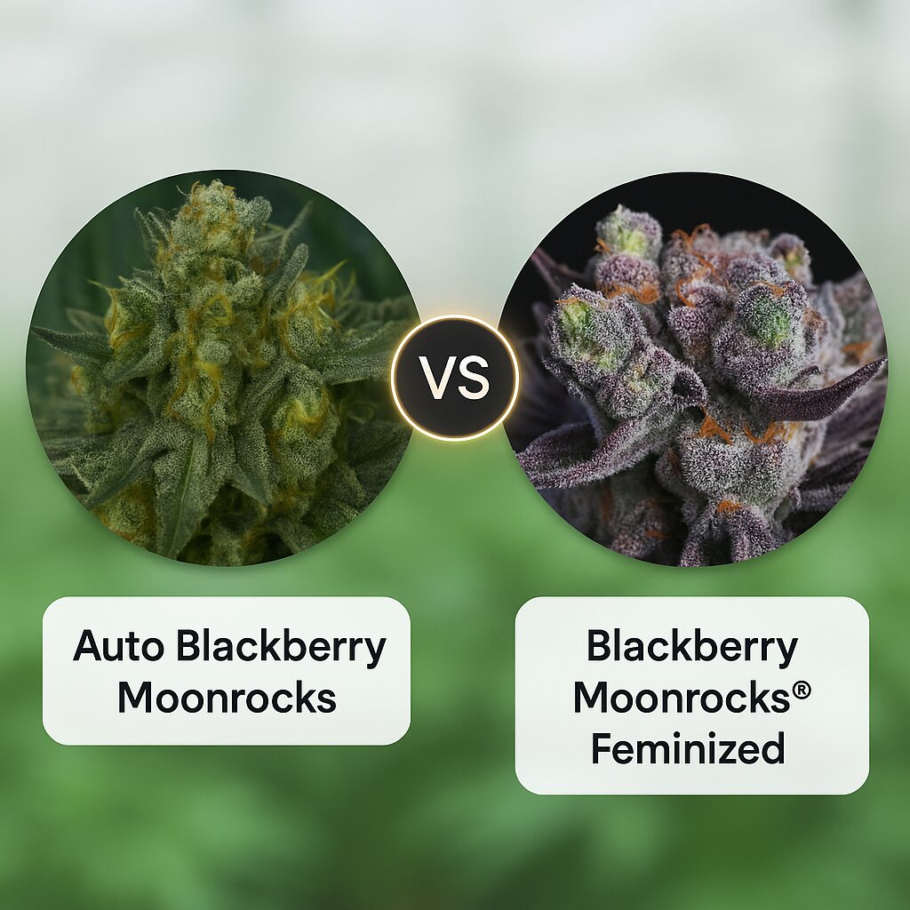 Auto Blackberry Moonrocks (Anesia Seeds) vs Blackberry Moonrocks® (Anesia Seeds) Vergleich von Cannabissamen