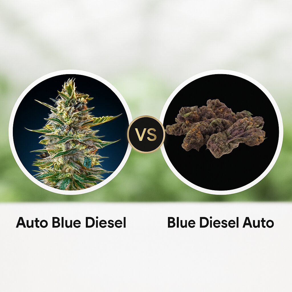 Auto Blue Diesel (Advanced Seeds) vs Blue Diesel (Growers Choice) Cannabissamenvergleich