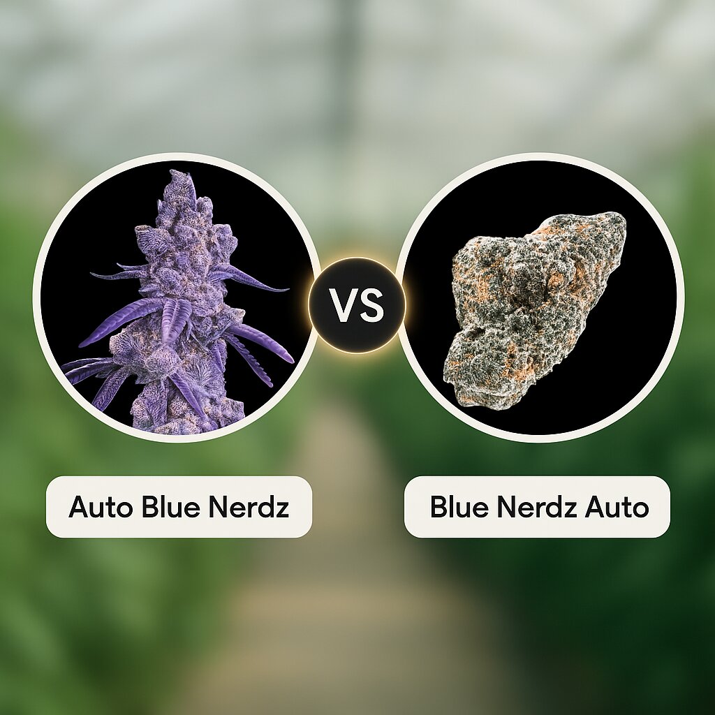 Auto Blue Nerdz (Terp Treez Co) vs Blue Nerdz Auto (Terp Farmz Seeds) Cannabis Samen Vergleich