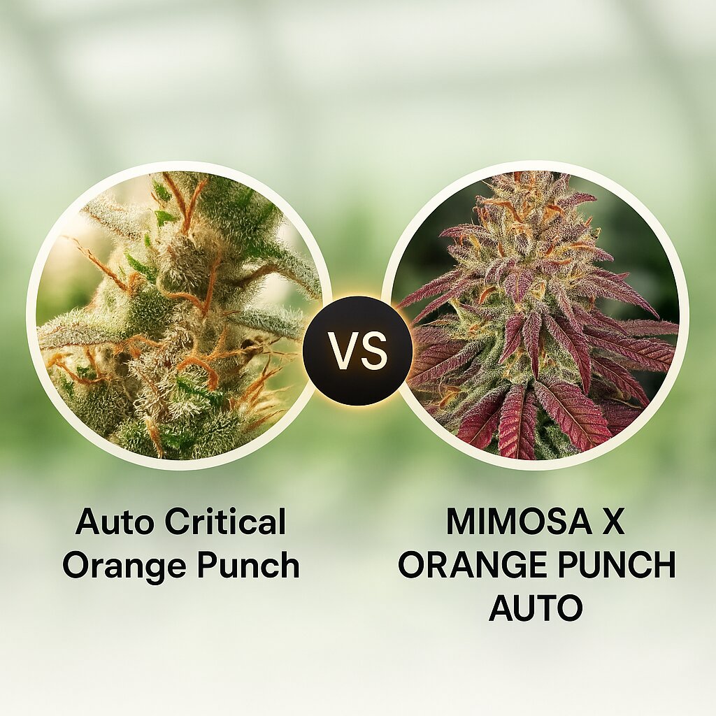 Auto Critical Orange Punch (Dutch Passion) vs MIMOSA X ORANGE PUNCH AUTO (Barneys Farm) Vergleich von Hanfsamen