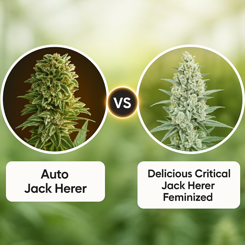 Auto Jack Herer (Advanced Seeds) vs Delicious Critical Jack Herer (Delicious Seeds) Cannabissamenvergleich