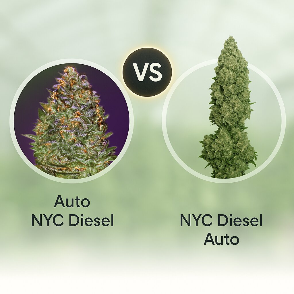 Auto NYC Diesel (Advanced Seeds) vs NYC Diesel Auto (Barneys Farm) Vergleich von Hanfsamen