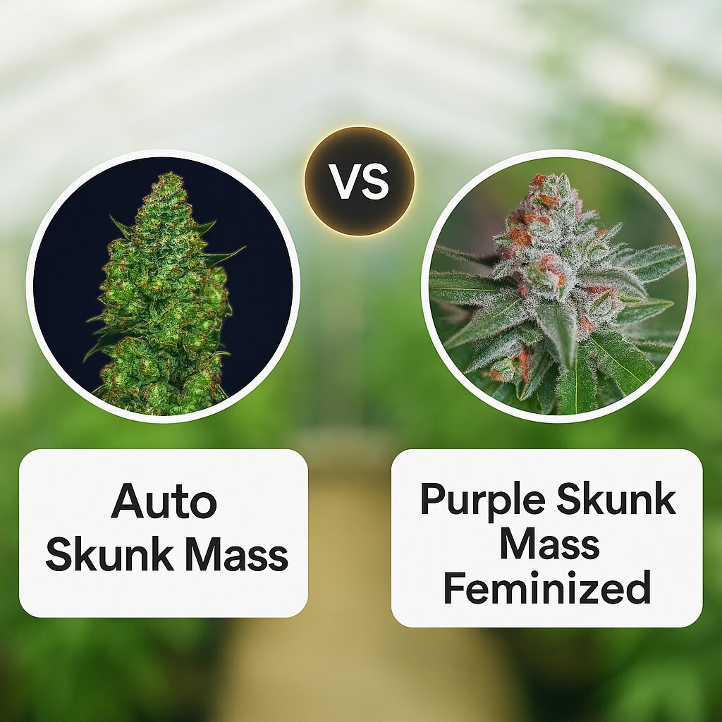 Auto Skunk Mass (Advanced Seeds) vs Purple Skunk Mass (Critical Mass Collective) Cannabissamen Vergleich