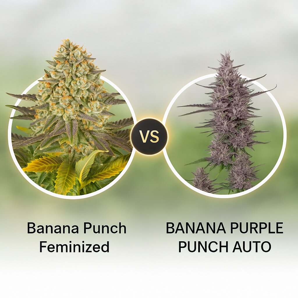 Banana Punch (Barneys Farm) vs BANANA PURPLE PUNCH AUTO (FastBuds) Vergleich von Hanfsamen