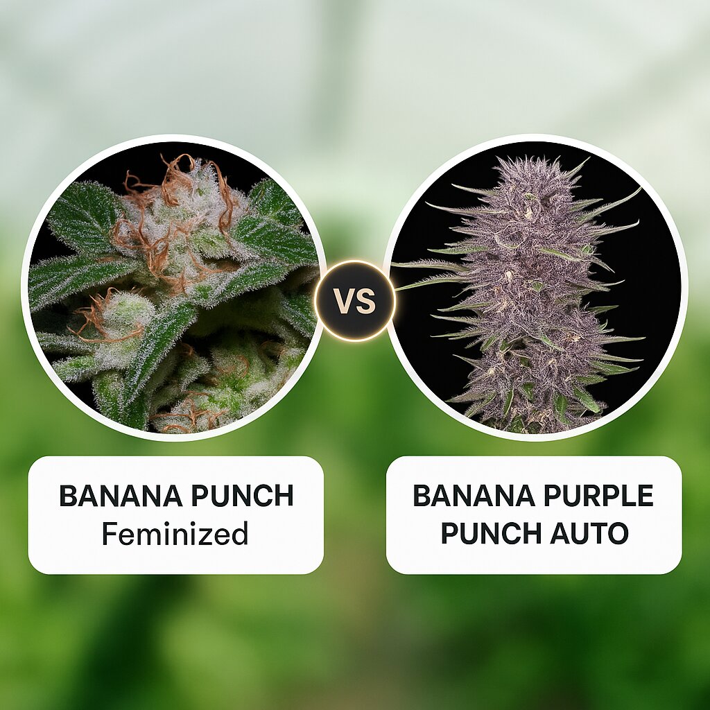 BANANA PUNCH (Bighead Seeds) vs BANANA PURPLE PUNCH AUTO (FastBuds) Vergleich von Cannabissamen