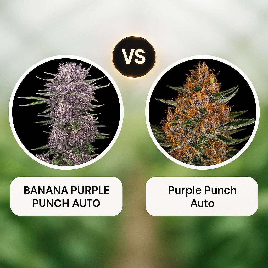 BANANA PURPLE PUNCH AUTO (FastBuds) vs Purple Punch Auto (Barneys Farm) Cannabissamenvergleich