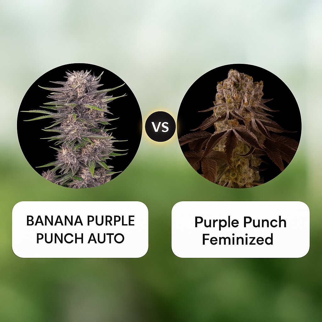BANANA PURPLE PUNCH AUTO (FastBuds) vs Purple Punch (Barneys Farm) Cannabis Samen Vergleich
