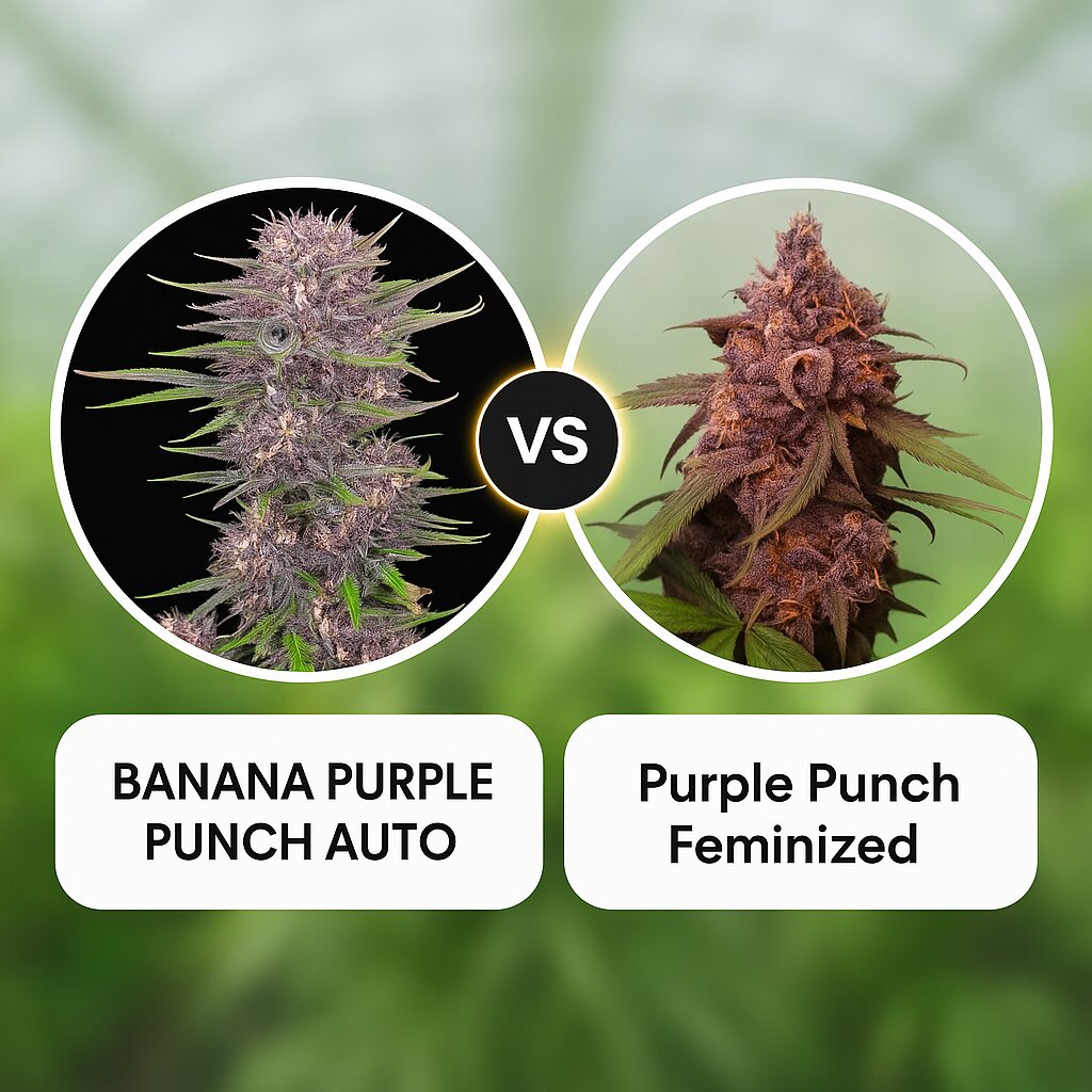 BANANA PURPLE PUNCH AUTO (FastBuds) vs Purple Punch (Seed Stockers) Vergleich von Cannabissamen