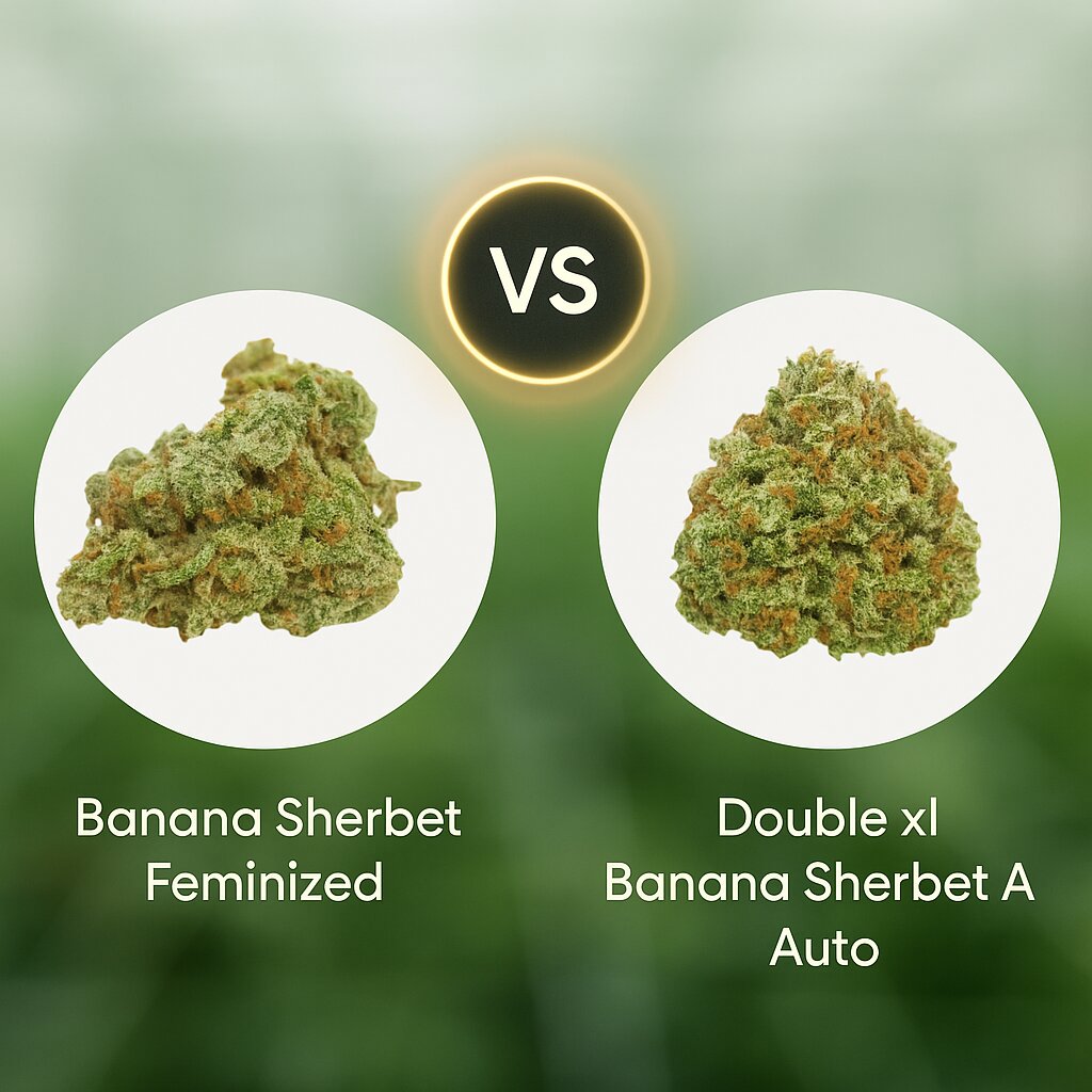 Banana Sherbet (Growers Choice) vs Double xl Banana Sherbet Auto (Growers Choice) Cannabissamen Vergleich