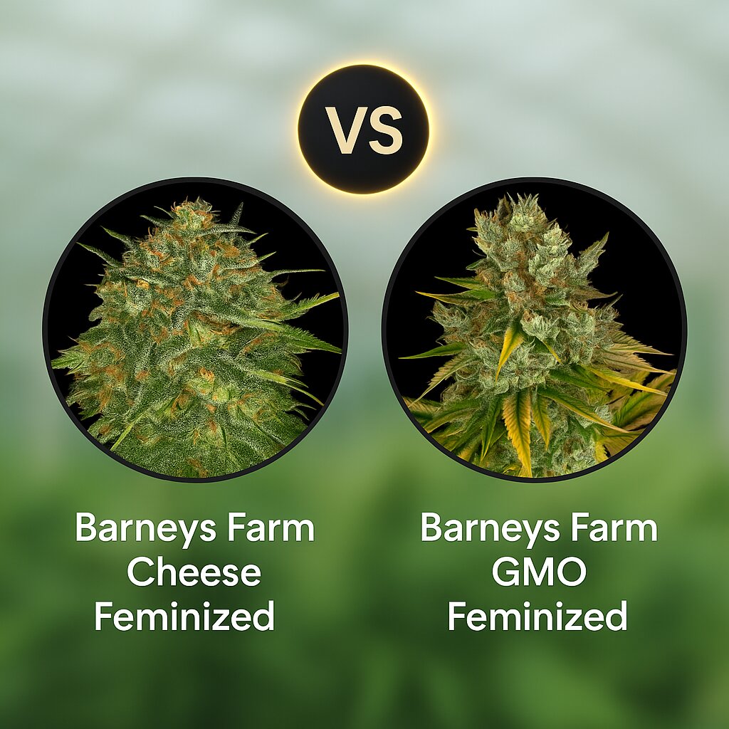 Barneys Farm Cheese (Barneys Farm) vs Barneys Farm GMO (Barneys Farm) Cannabis Samen Vergleich