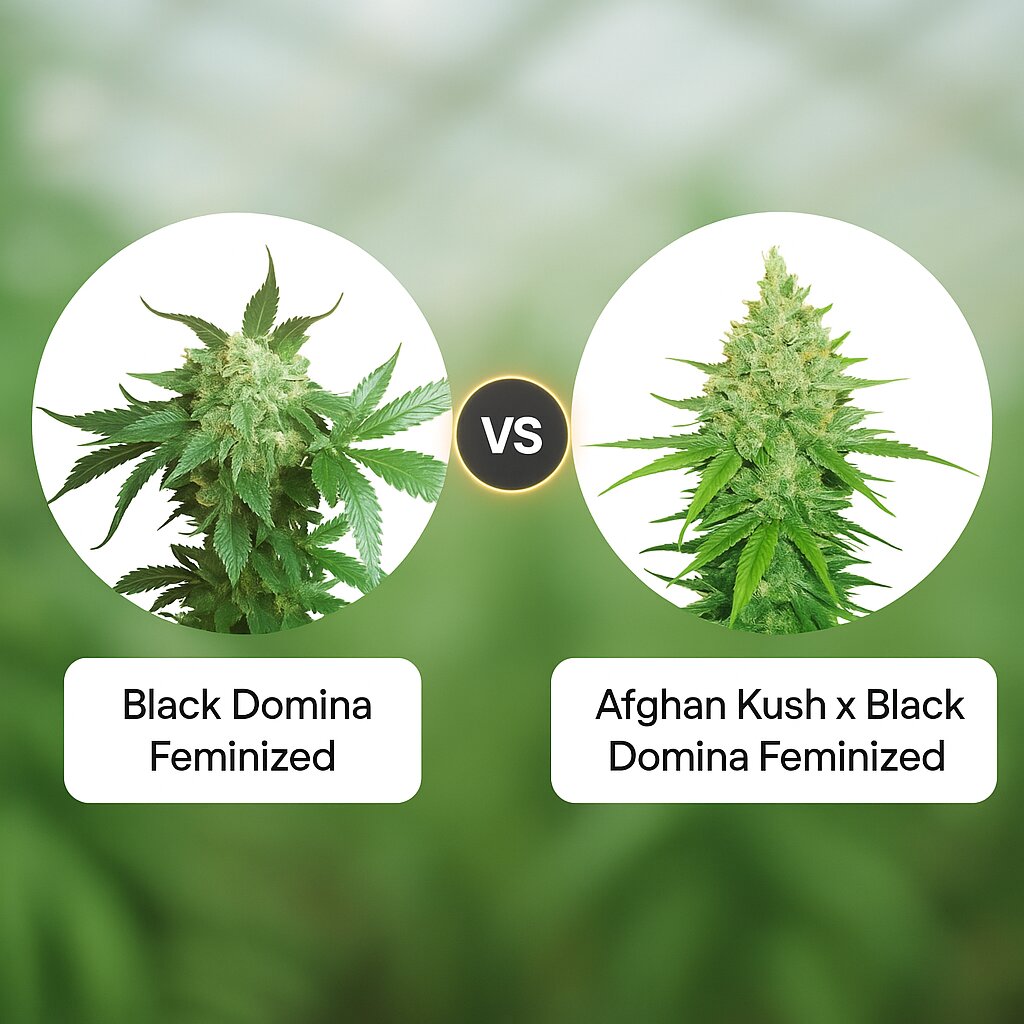 Black Domina (Sensi Seeds) vs Afghan Kush x Black Domina (World of Seeds) Cannabis Samen Vergleich