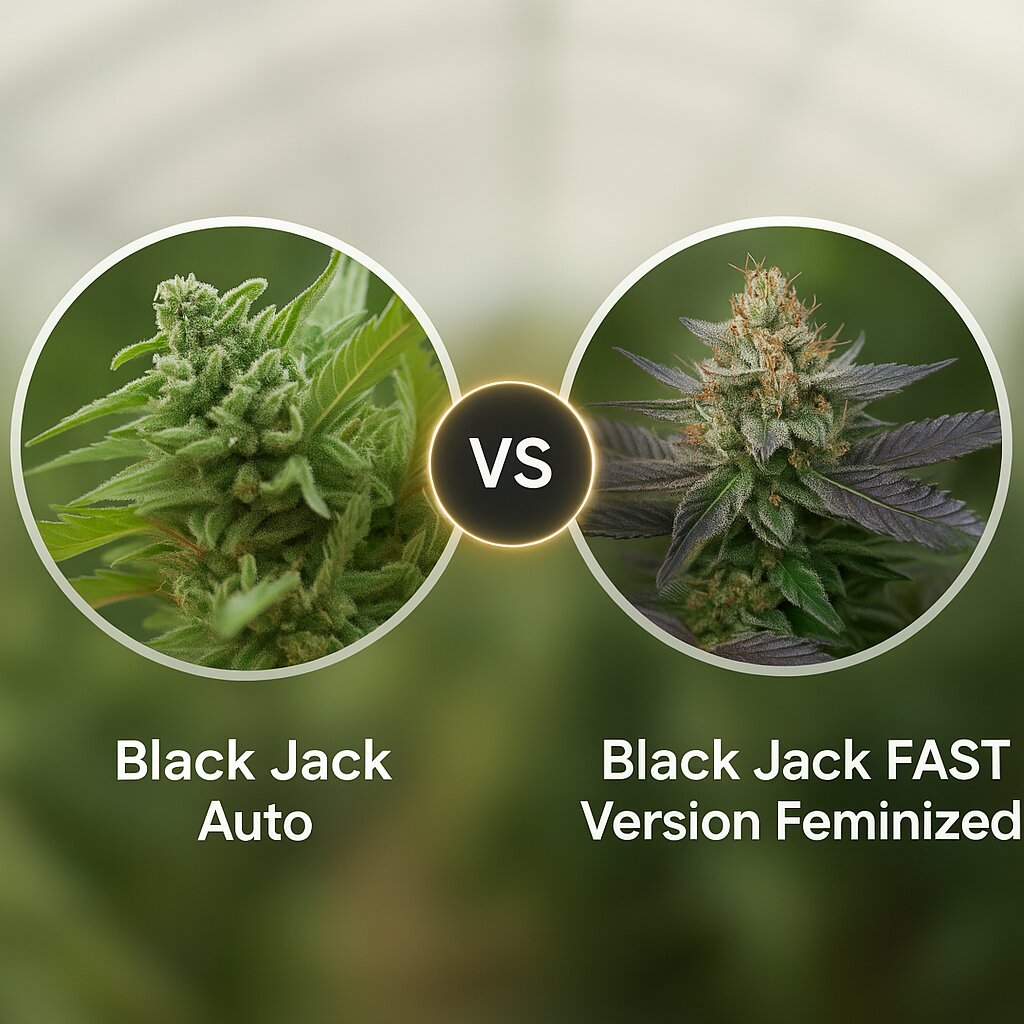 Black Jack Auto (Sweet Seeds) vs Black Jack FAST Version (Sweet Seeds) Cannabissamen Vergleich