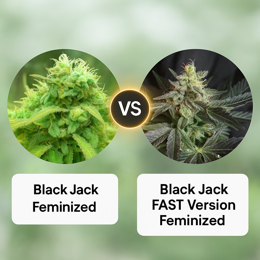Black Jack (Nirvana Seeds) vs Black Jack FAST Version (Sweet Seeds) Cannabis Samen Vergleich