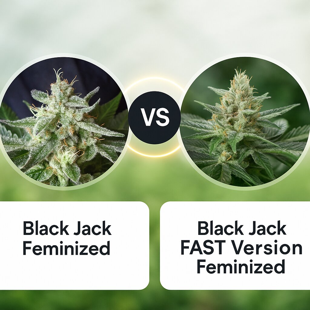 Black Jack (Sweet Seeds) vs Black Jack FAST Version (Sweet Seeds) Cannabis-Samen-Vergleich