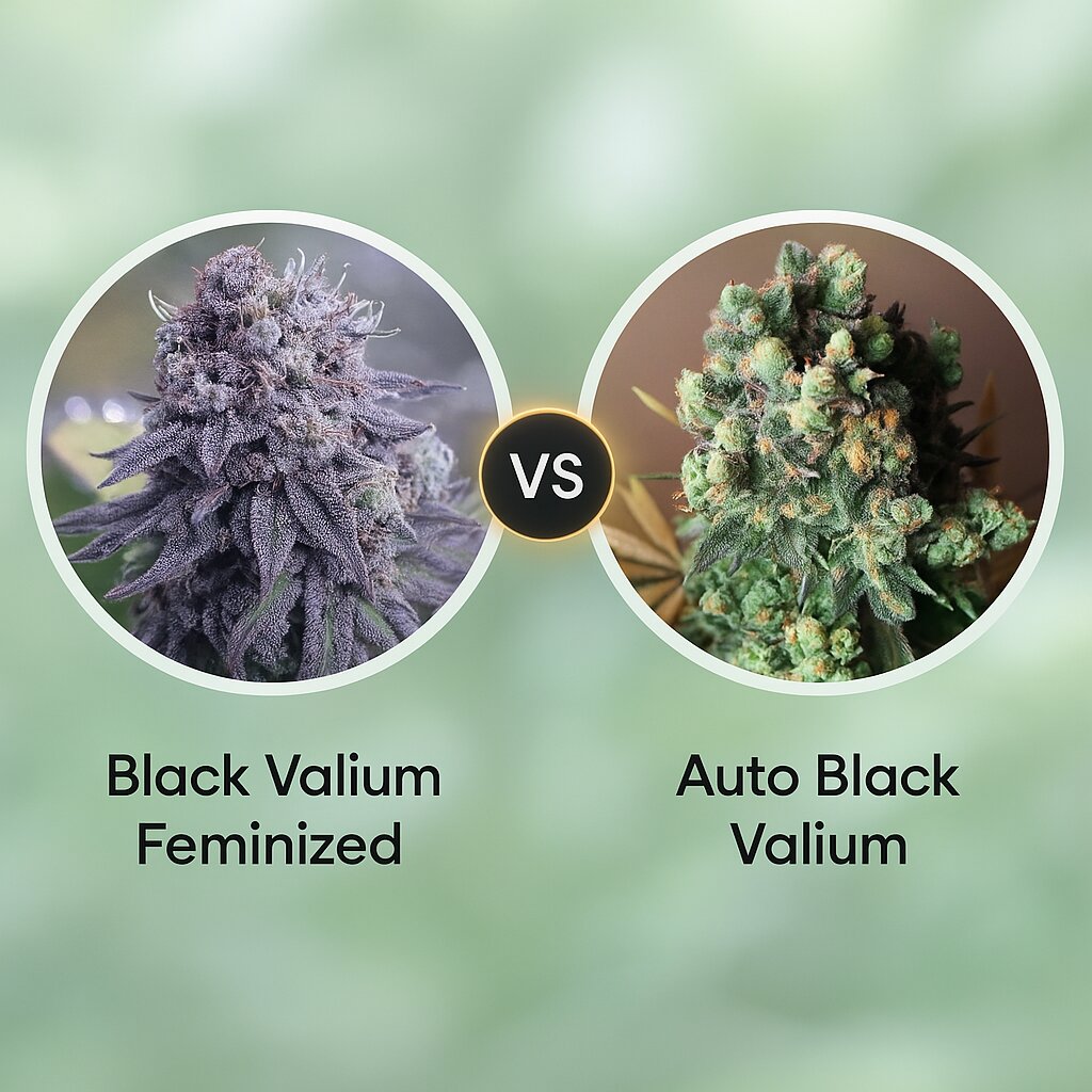 Black Valium (Top Shelf Elite) vs Auto Black Valium (Top Shelf Elite) Vergleich von Cannabissamen