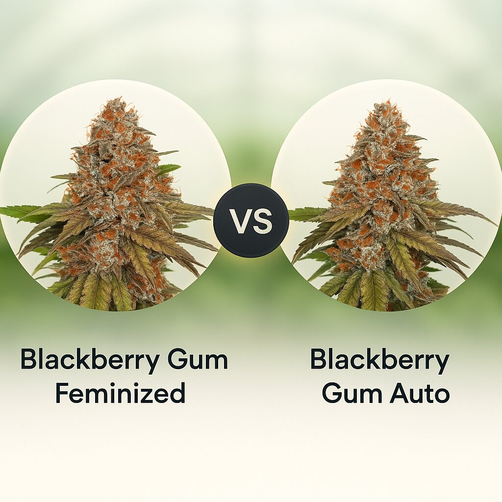 Blackberry Gum (Seed Stockers) vs Blackberry Gum Auto (Seed Stockers) Vergleich von Cannabissamen