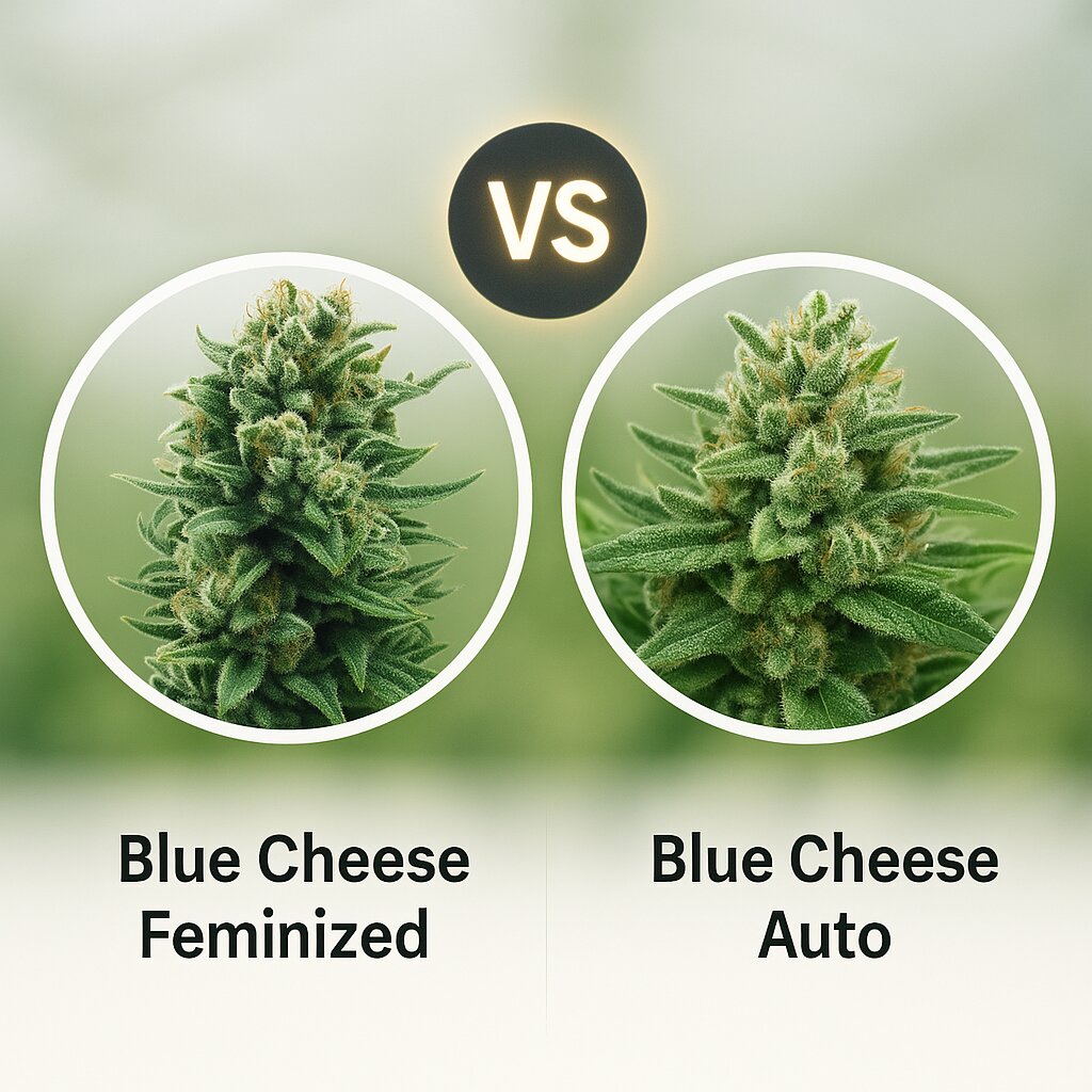 Blue Cheese (Royal Queen Seeds) vs Blue Cheese Auto (Big Buddha Seeds) Vergleich von Cannabissamen